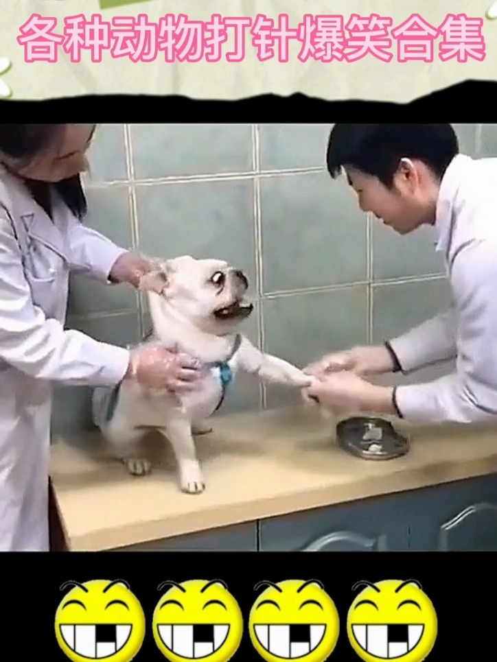 各种动物打针爆笑合集,你看笑了吗?
