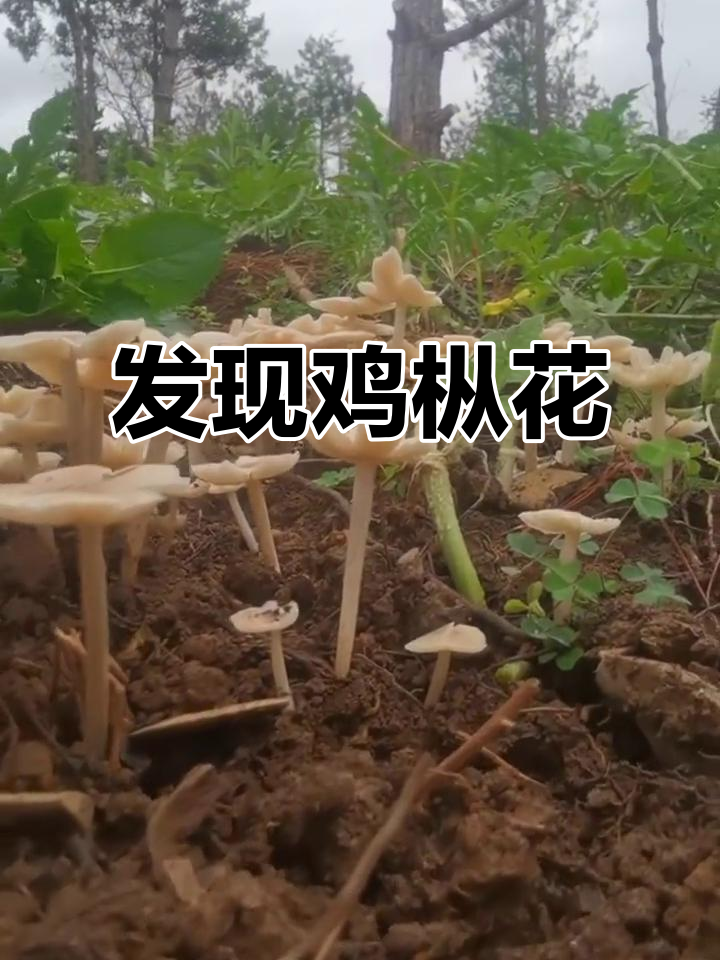 探秘鸡枞花:山珍野味的美妙邂逅