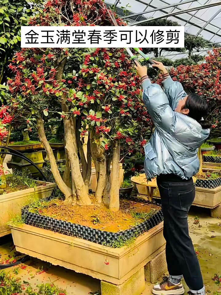 金玉满堂植物介绍图片