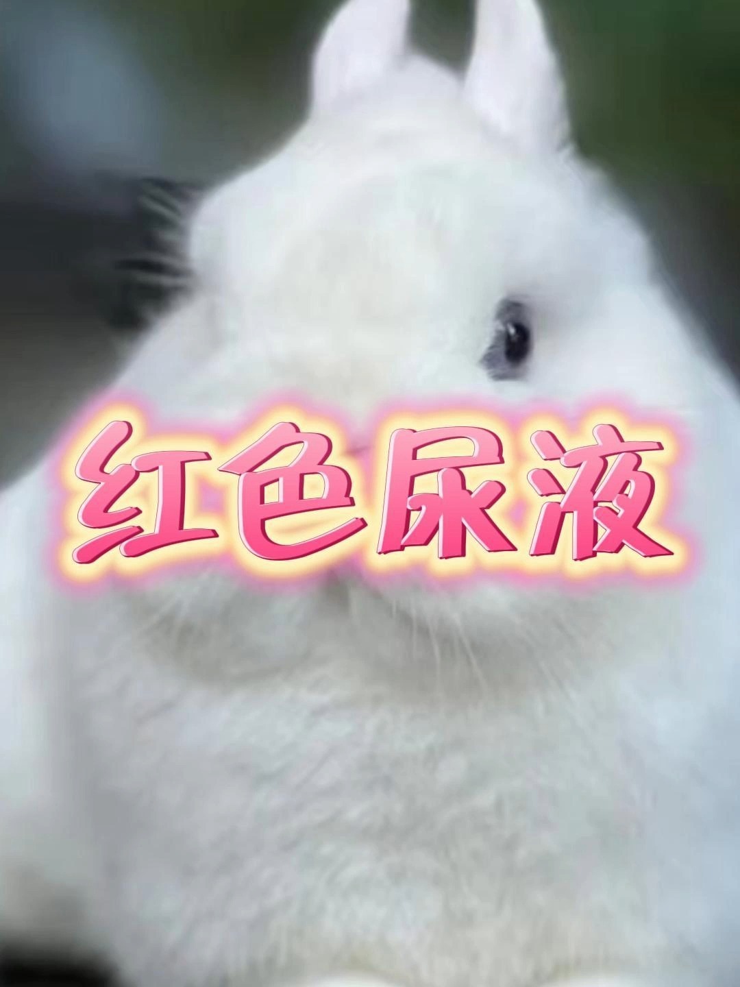 兔子尿液带红色是什么情况?