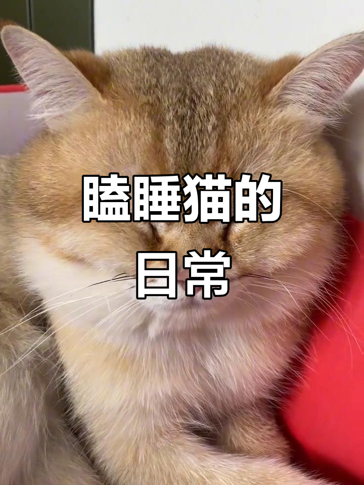 金渐层猫咪大白天的困意满满,表情超可爱