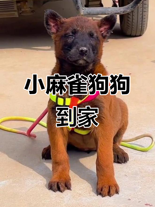 爆红小麻雀狗狗,放牛神器超可爱