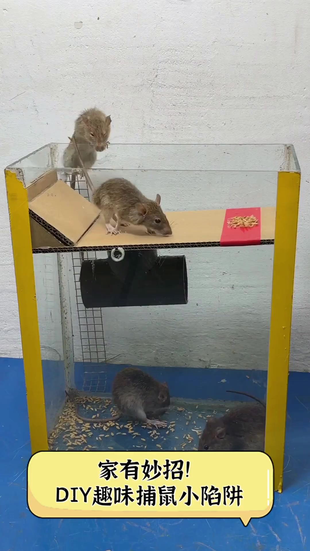 家有妙招!diy趣味捕鼠小陷阱