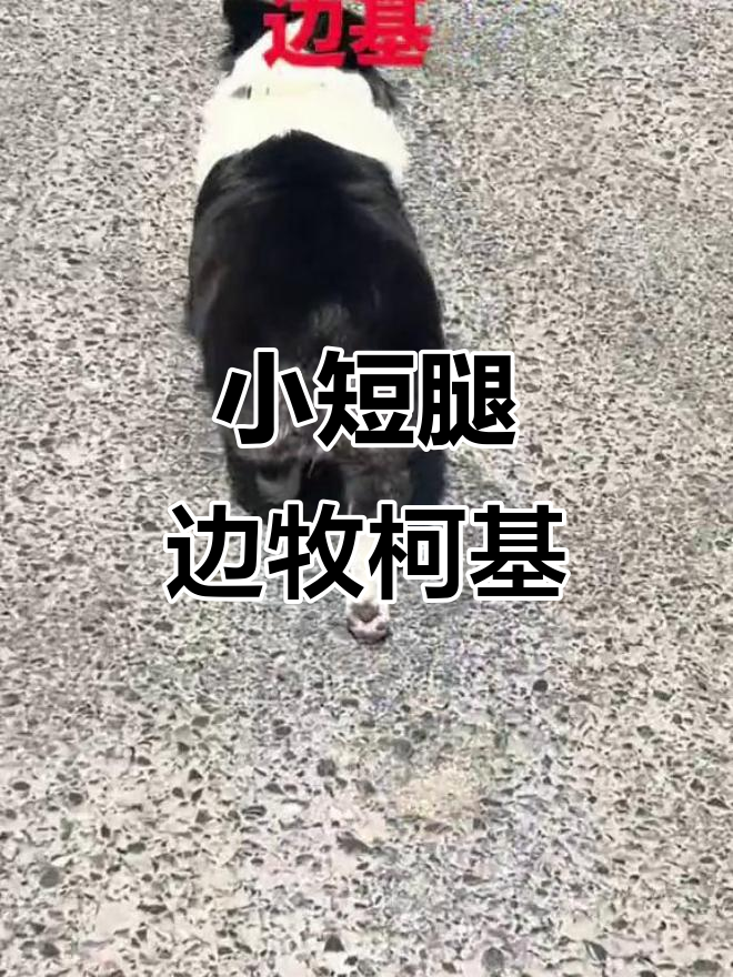 边牧柯基串串,小短腿萌态十足