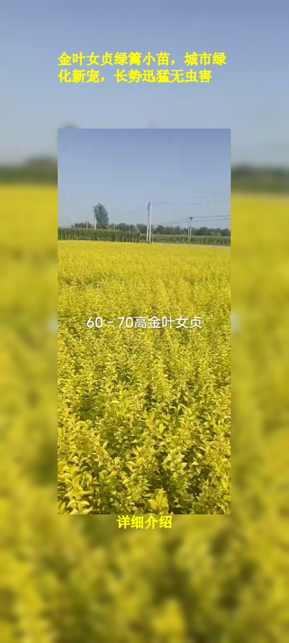 金叶女贞绿篱小苗,城市绿化新宠,长势迅猛无虫害