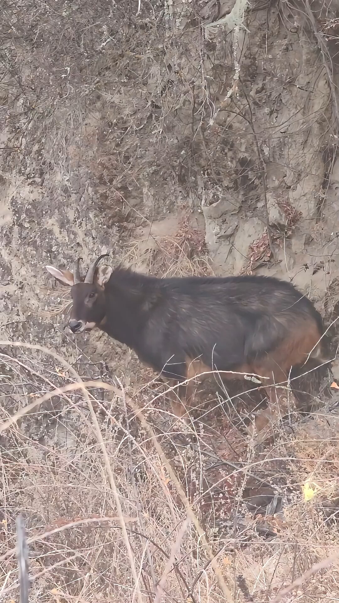 西藏林芝发现稀有动物四不像中华鬣羚
