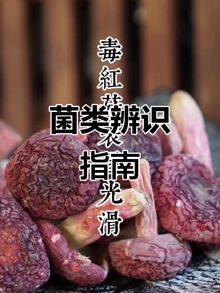 红菇与毒红菇辨别关键,购买时认准正规渠道
