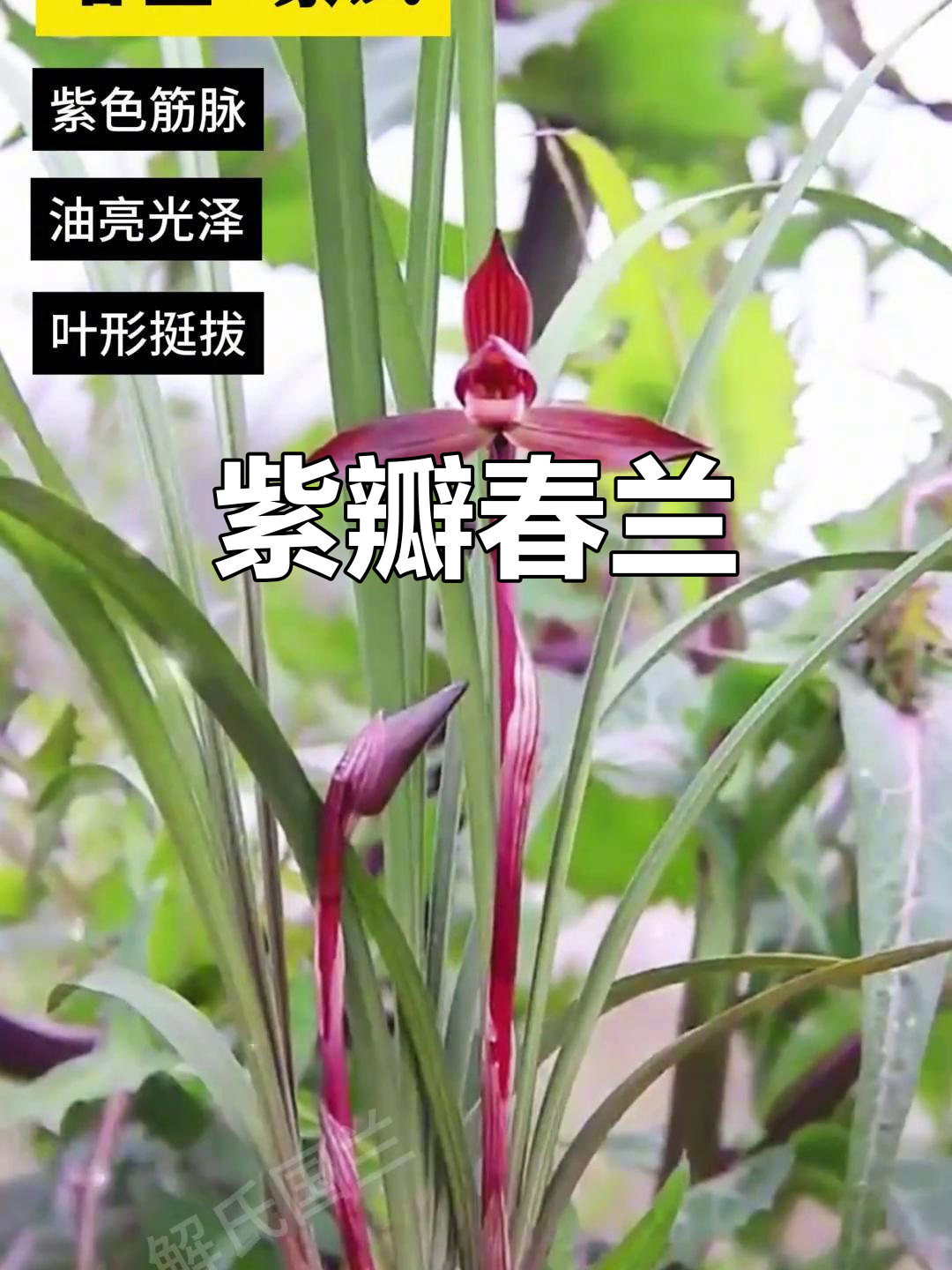 紫凤春兰,花瓣如玉,紫色筋脉贯穿始终