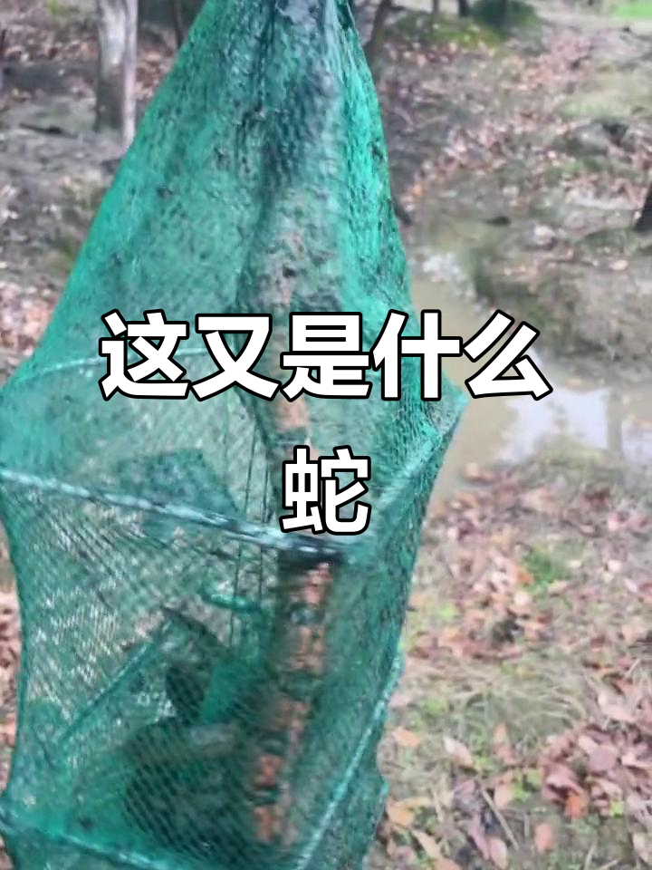 这是什么蛇?吓一跳!