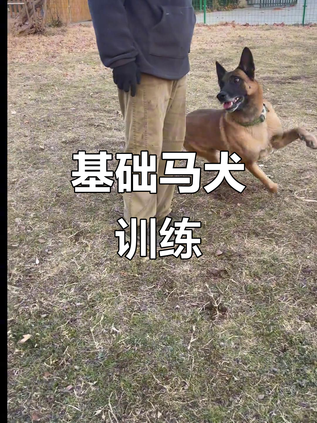 马犬训练:从坐到立,掌握基本指令