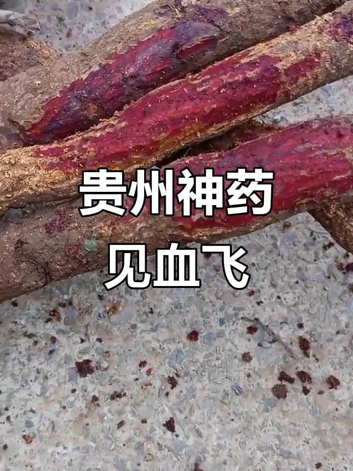 贵州的神奇药材,见血飞治跌打损伤效果显著
