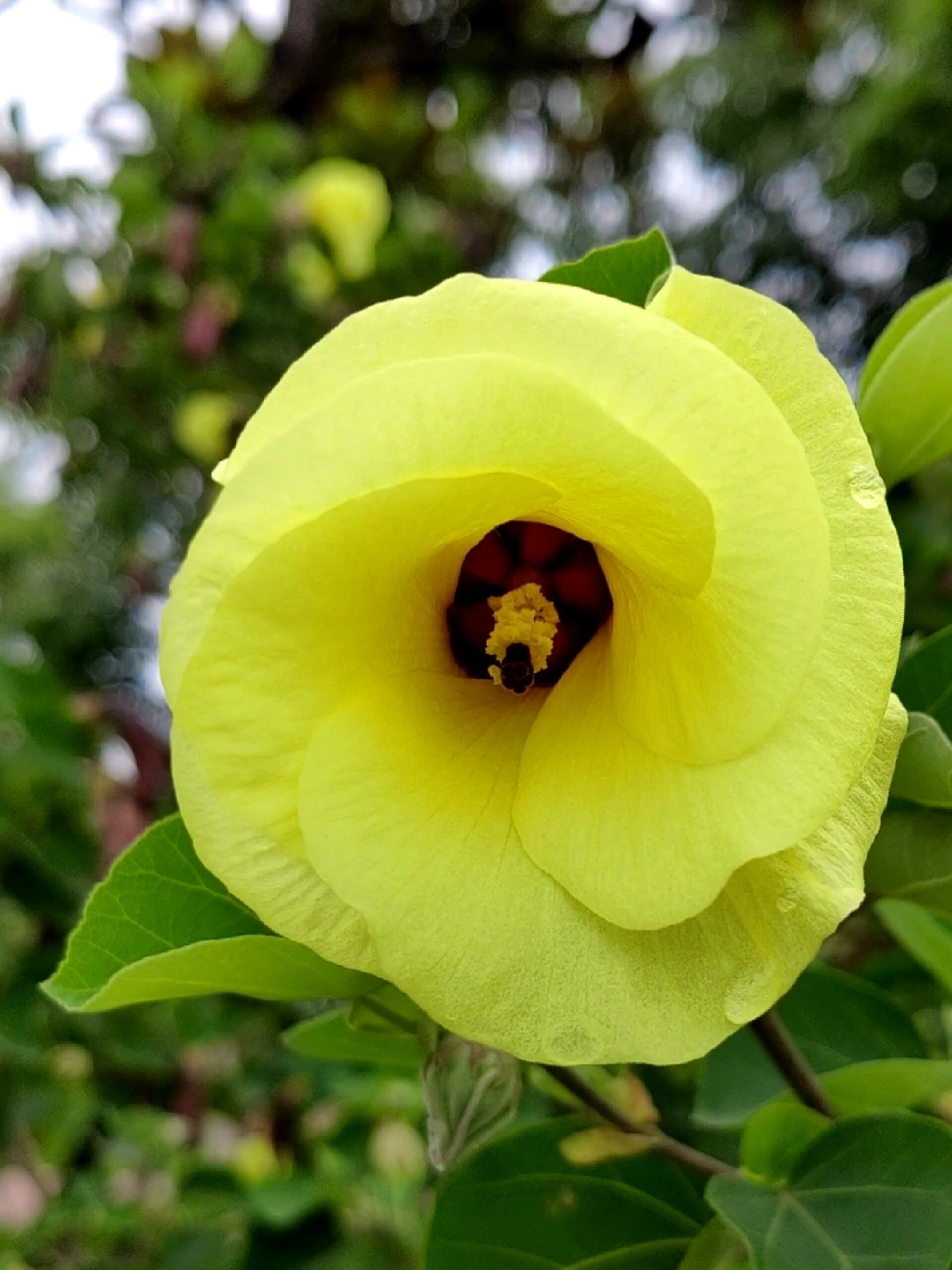 黄槿开花图片