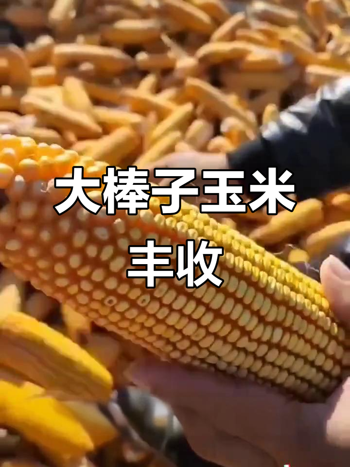 苞米地里大丰收,沉甸甸的玉米棒子让人惊喜