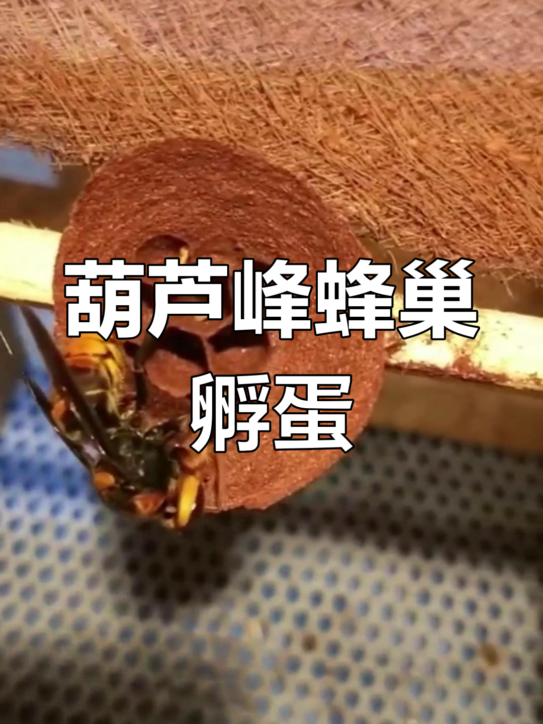 葫芦峰蜂巢孵化,五六天小蛋已长成