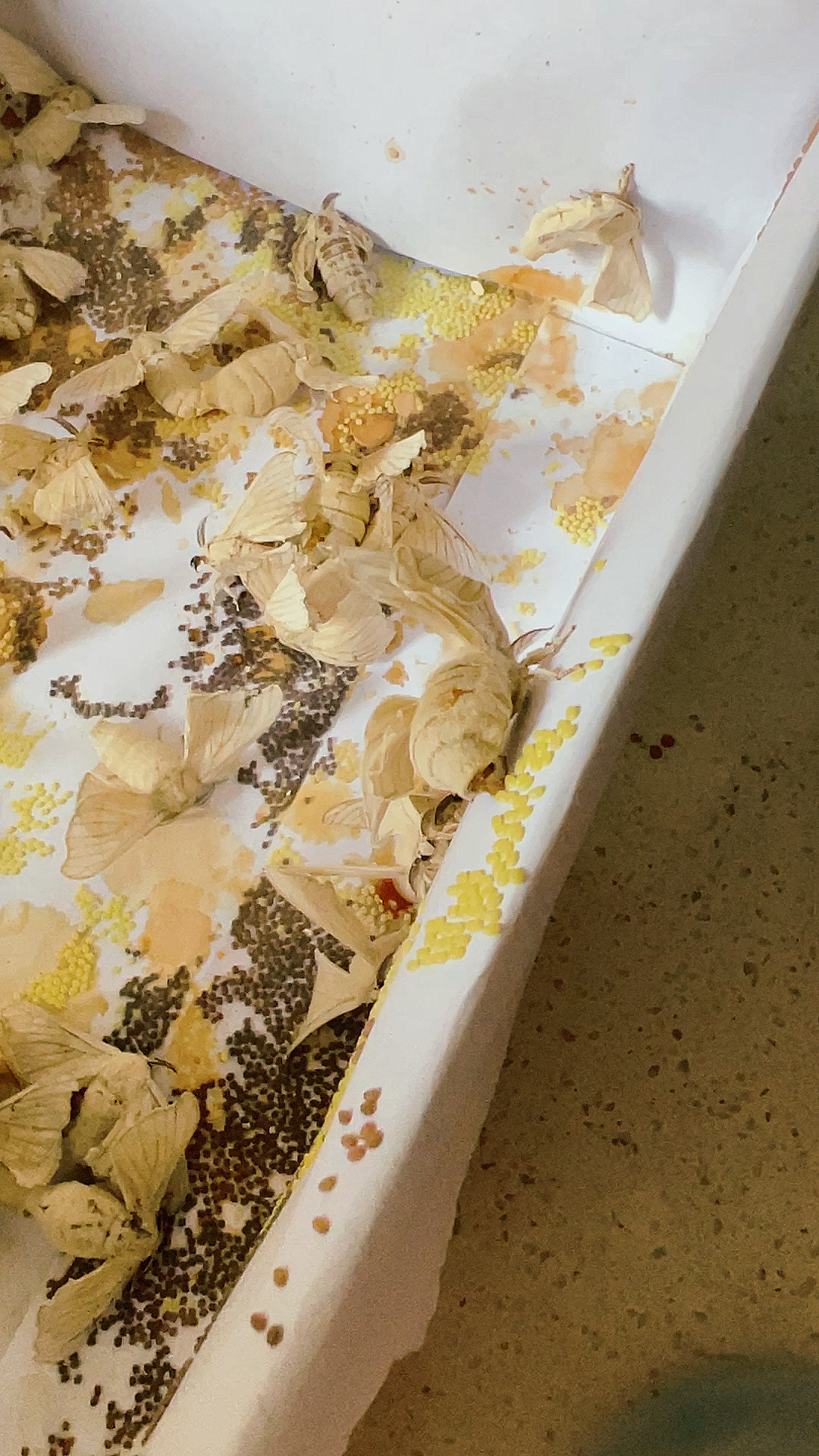 蝉卵的生产过程 密集恐惧症患者勿进