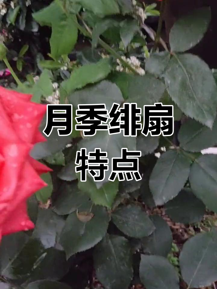 绯扇月季