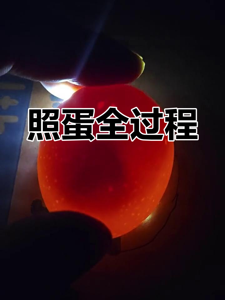 八天孵化过程揭秘