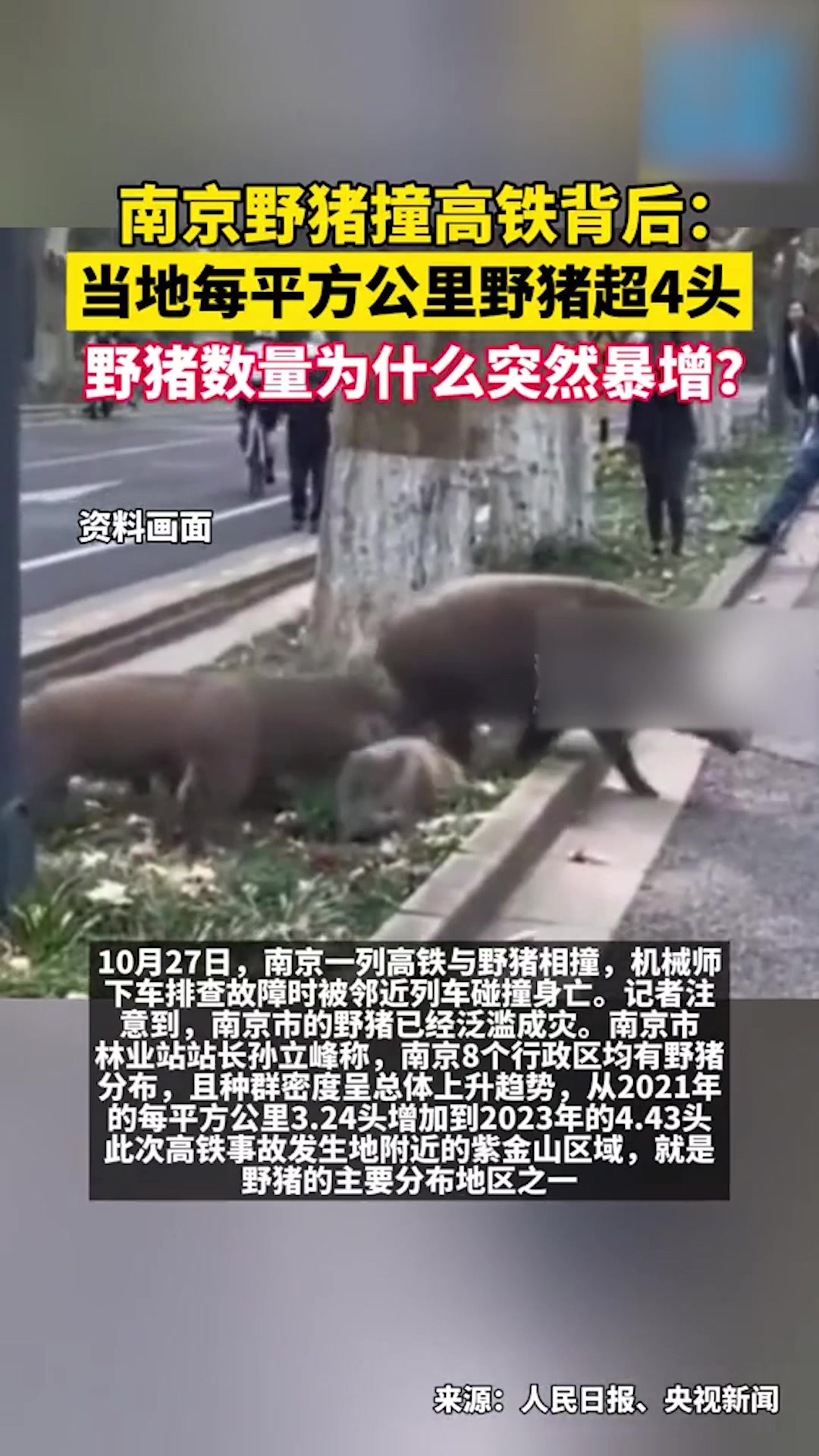 南京老山野猪图片