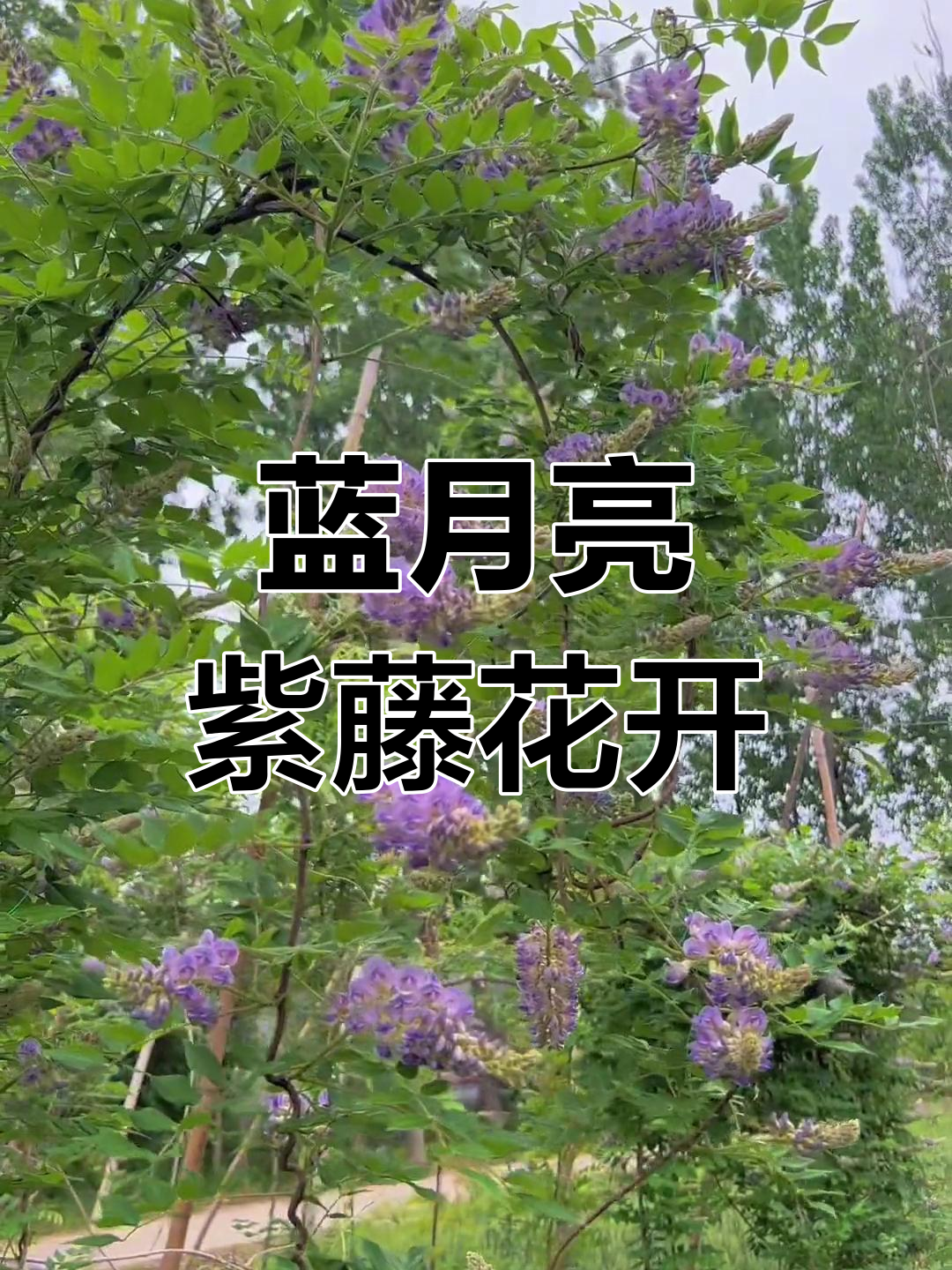 欧洲紫藤蓝月亮初花期揭秘,开花特点与养护技巧