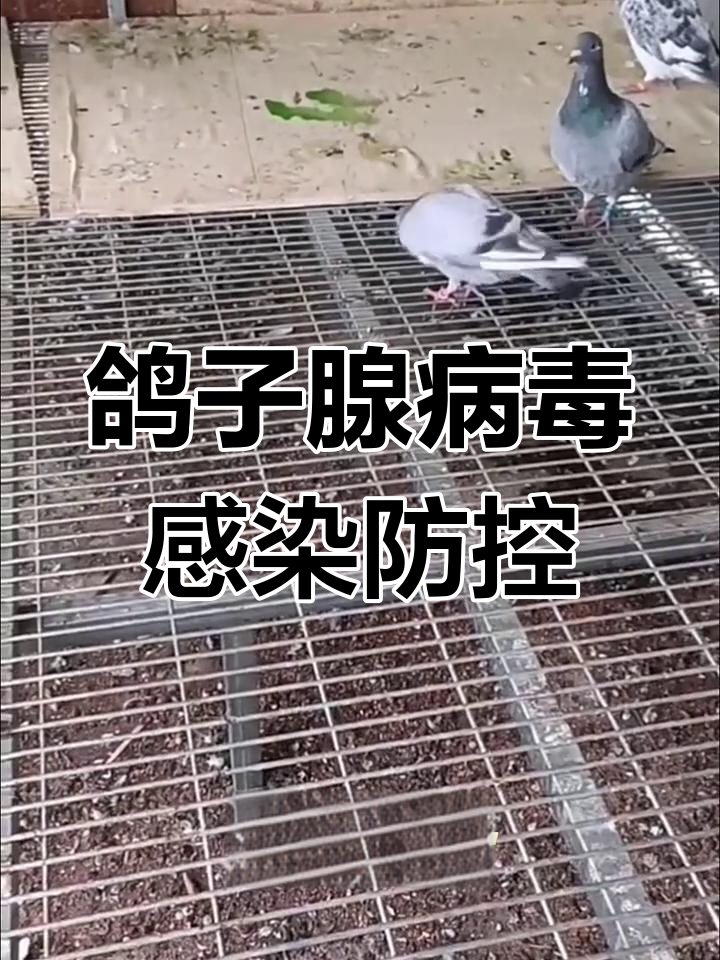赛鸽必备:腺病毒防治全攻略,轻松应对呕吐,拉水便
