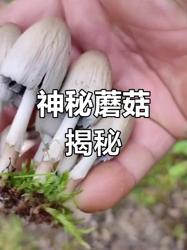 鬼伞墨汁图片