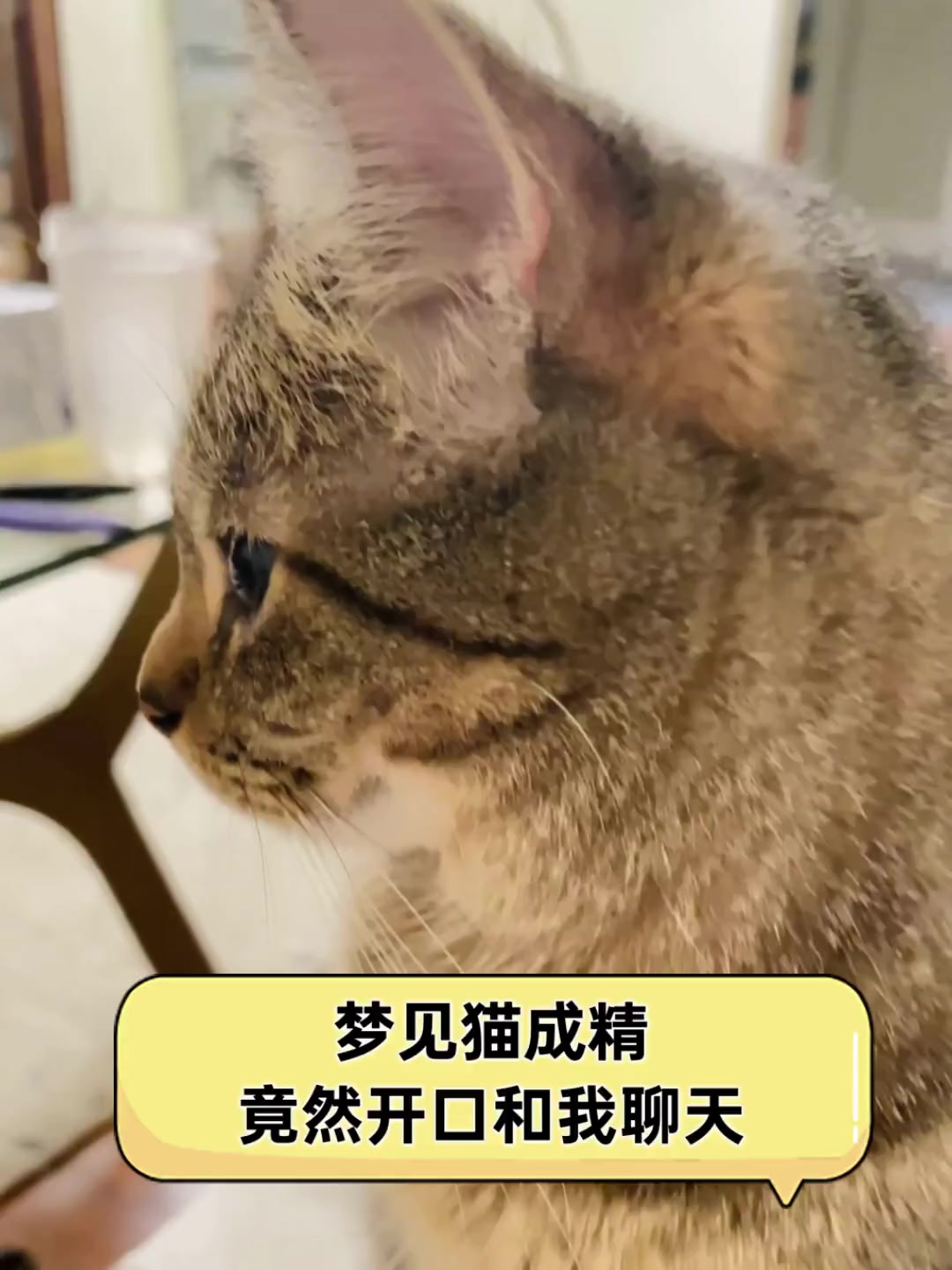 孕妇梦见猫和狗（孕妇梦见猫和狗生宝宝） 孕妇梦见猫和狗（孕妇梦见猫和狗生宝宝） 卜算大全