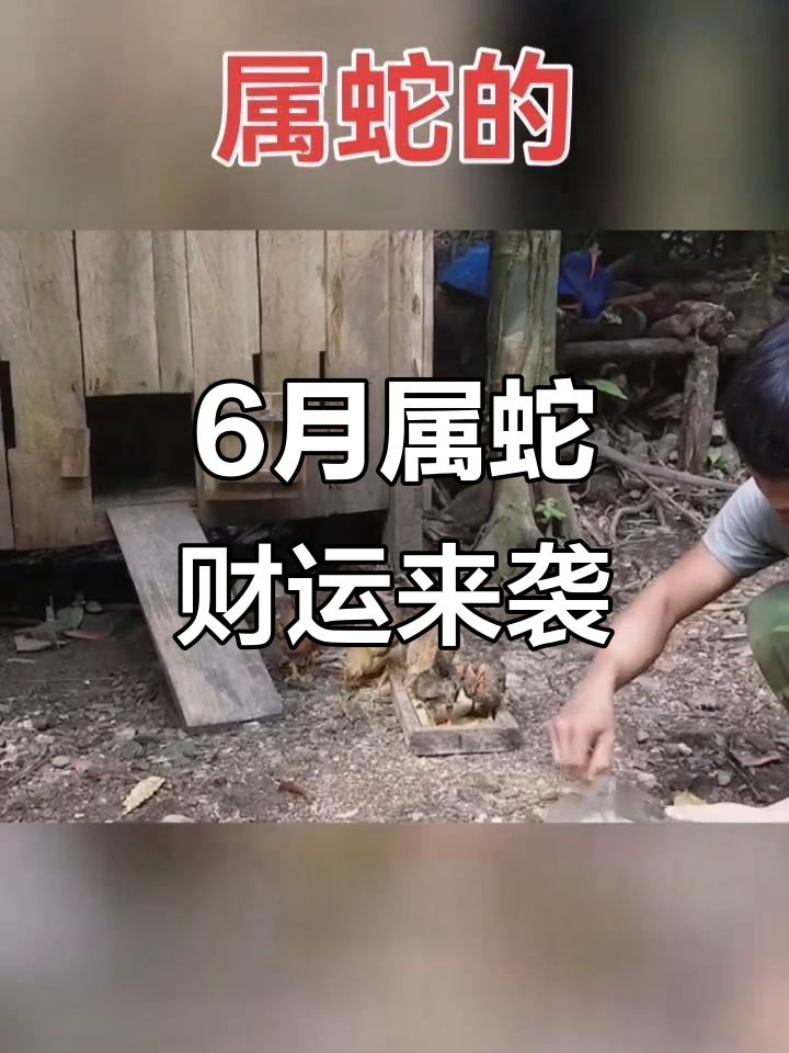 16日生肖蛇运势如何呢(16日生肖蛇运势如何呢视频)