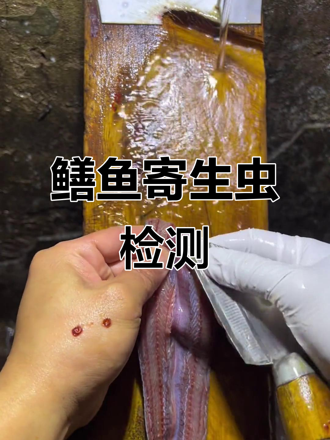 鳝鱼寄生虫藏匿技巧,光纤眼照才能发现