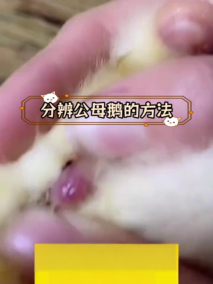 如何区分公母鹅