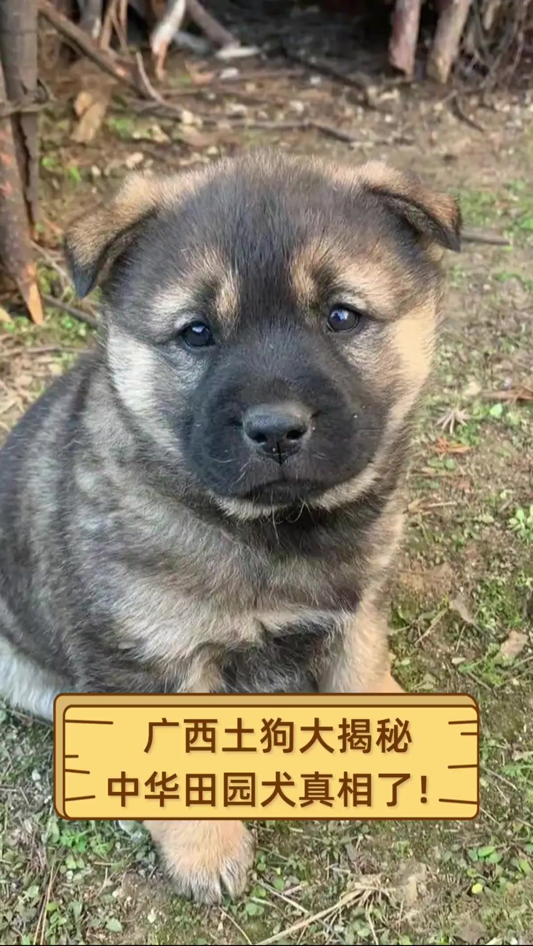 广西土狗大揭秘中华田园犬真相了