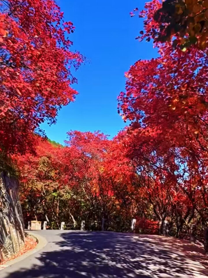 济南红叶谷简介图片