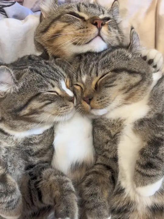 小猫咪左拥右抱的幸福人生 狸花猫 记录猫咪日常 猫咪 萌宠出道计划