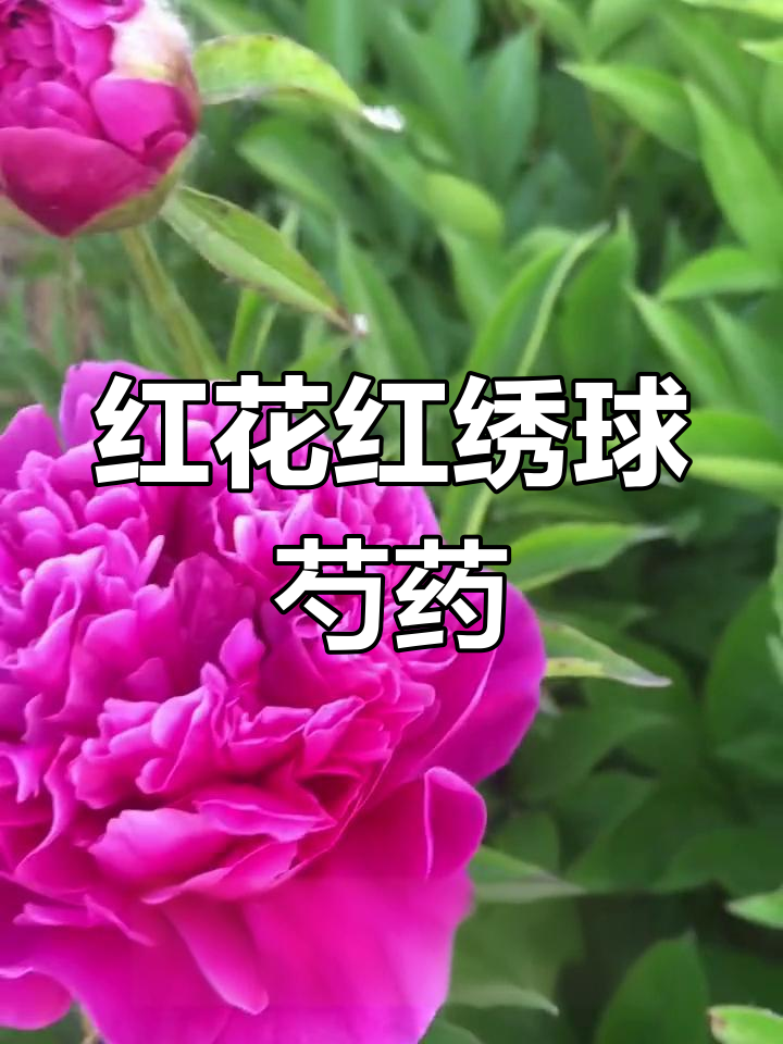 红绣球芍药:耐寒抗旱,成花率高,适合庭院种植