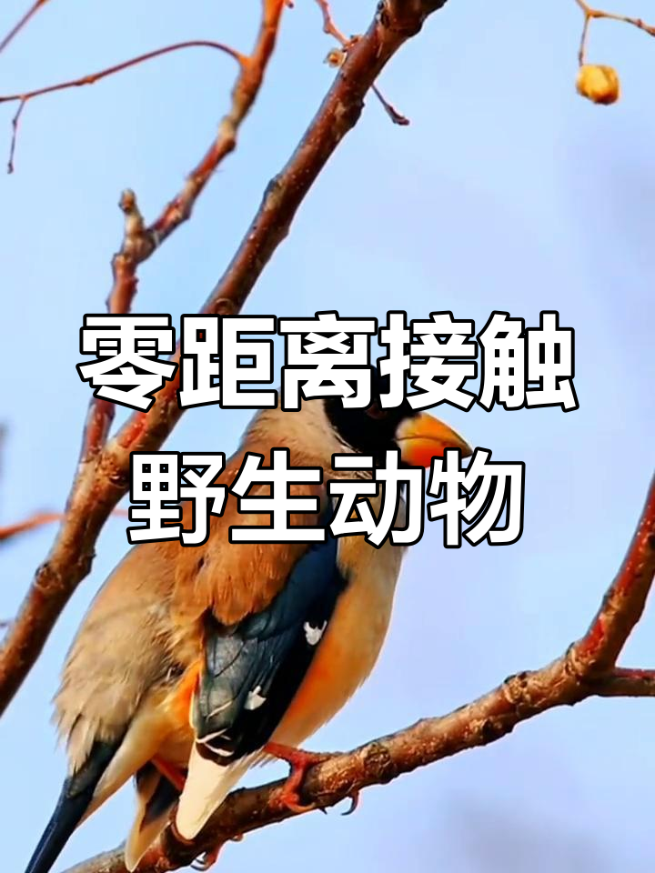 东北蜡嘴雀叫声图片