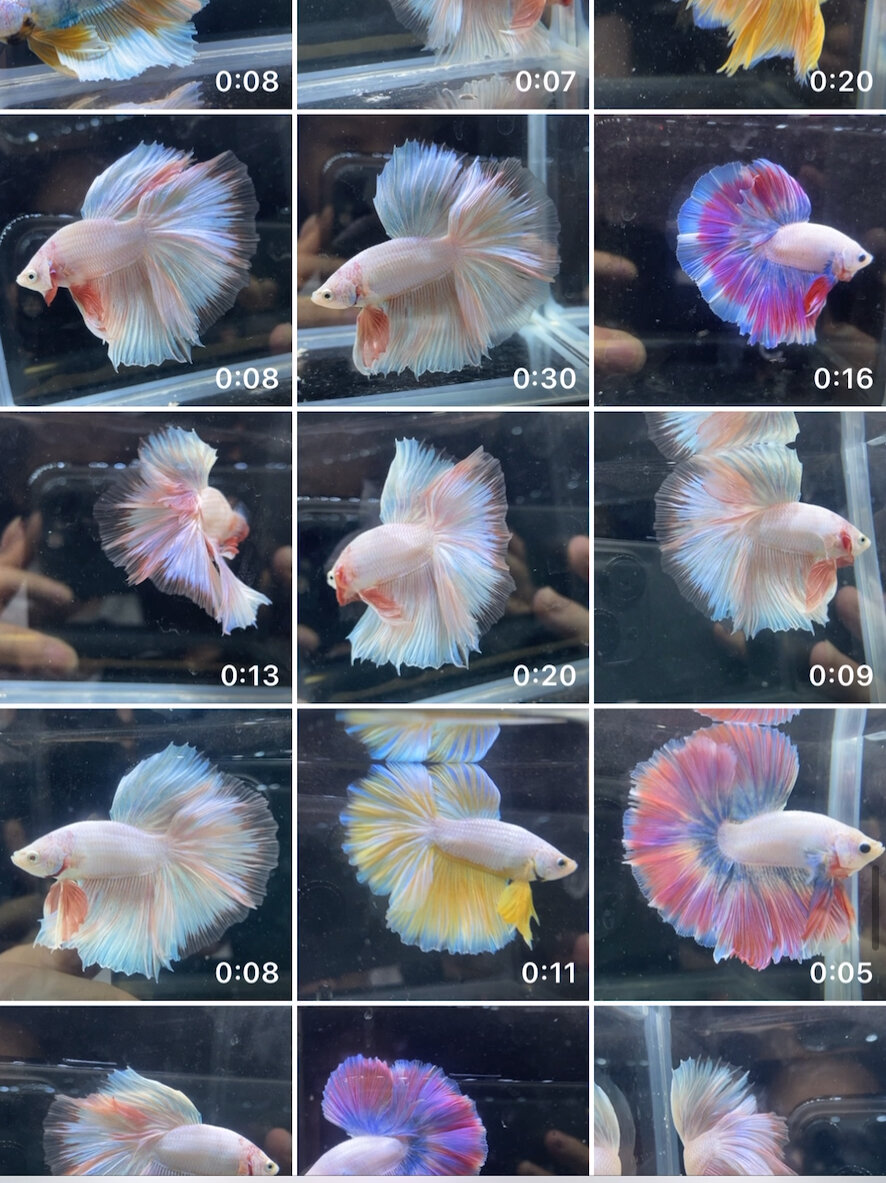 泰国斗鱼颜色多到你无法想象