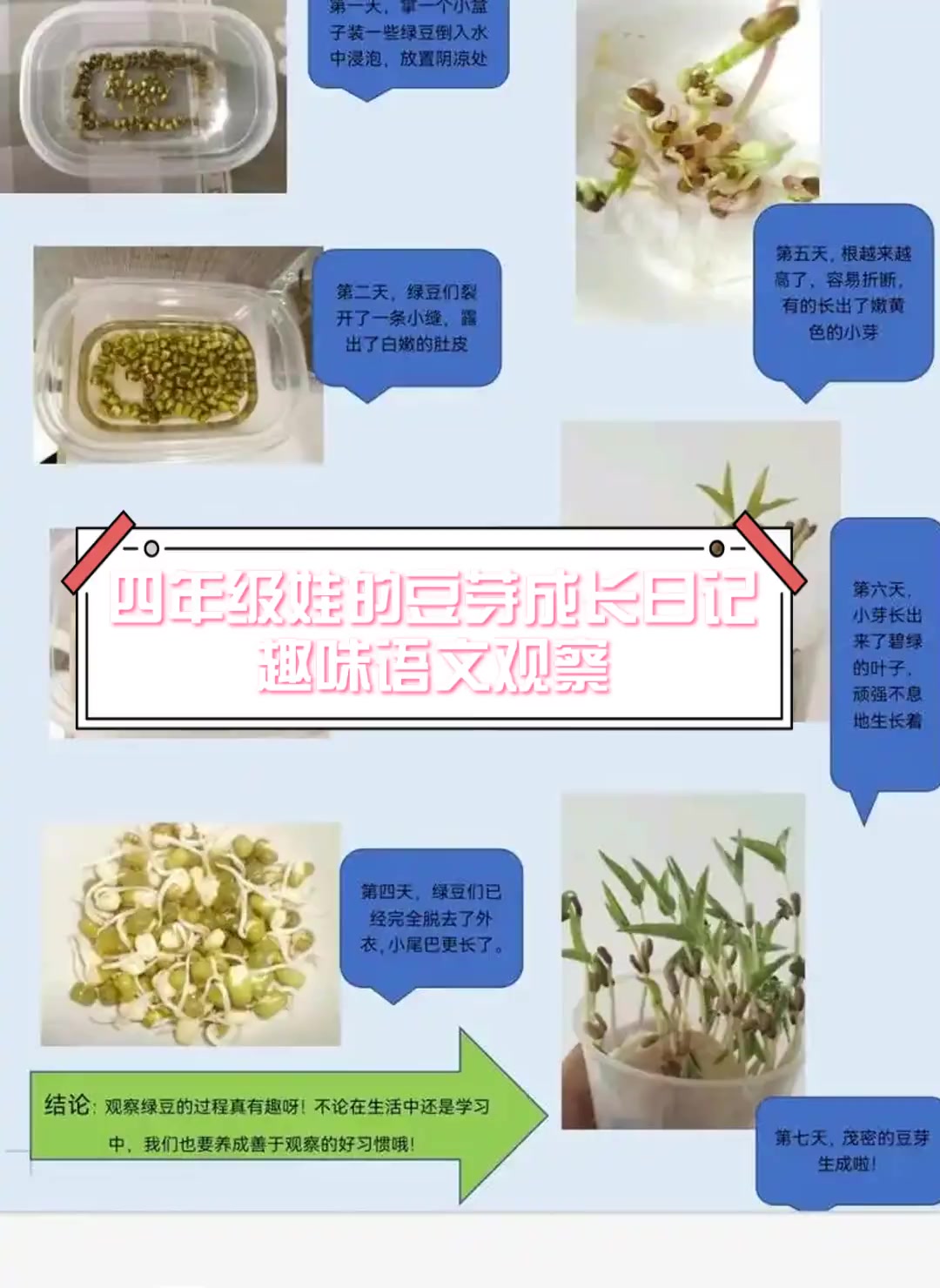 黄豆芽水培过程图片图片