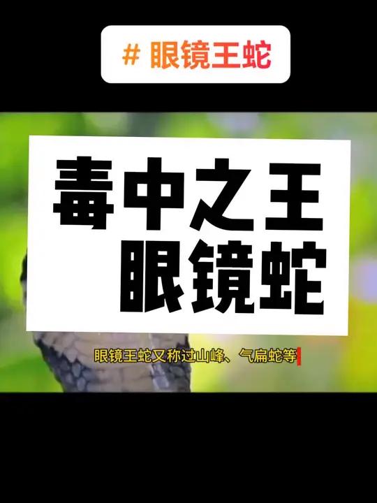 蛇等,是眼镜蛇科眼镜王蛇属的毒蛇,它是世界上最大的前沟牙类毒蛇之一