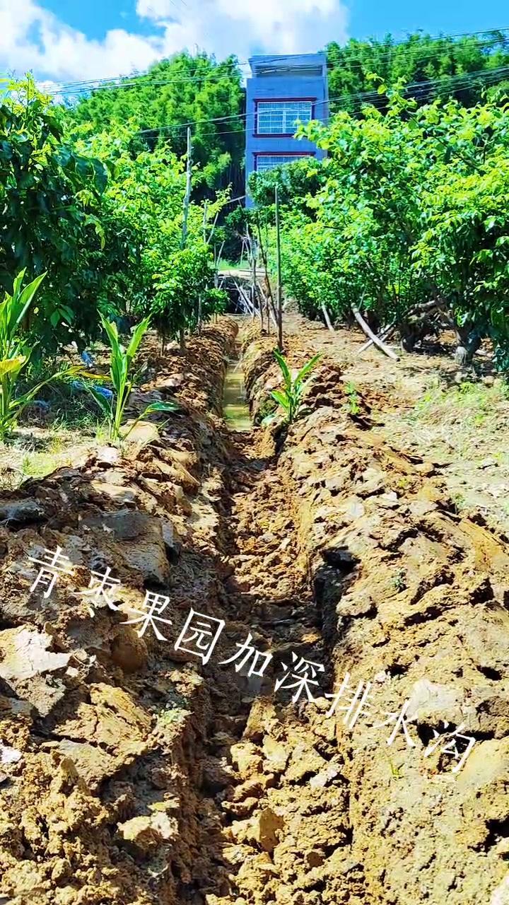 青棗果園裡排水溝加深,利於大青棗生長 現場實拍 三農 一份耕耘一份