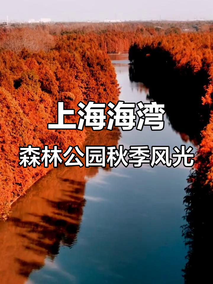 深秋的上海海湾森林公园,诗意与美景尽收眼底