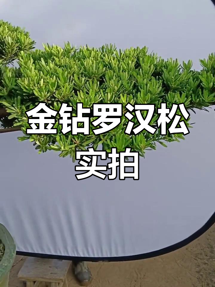 十几年精心养护,金钻罗汉松造型独特,苍劲有力