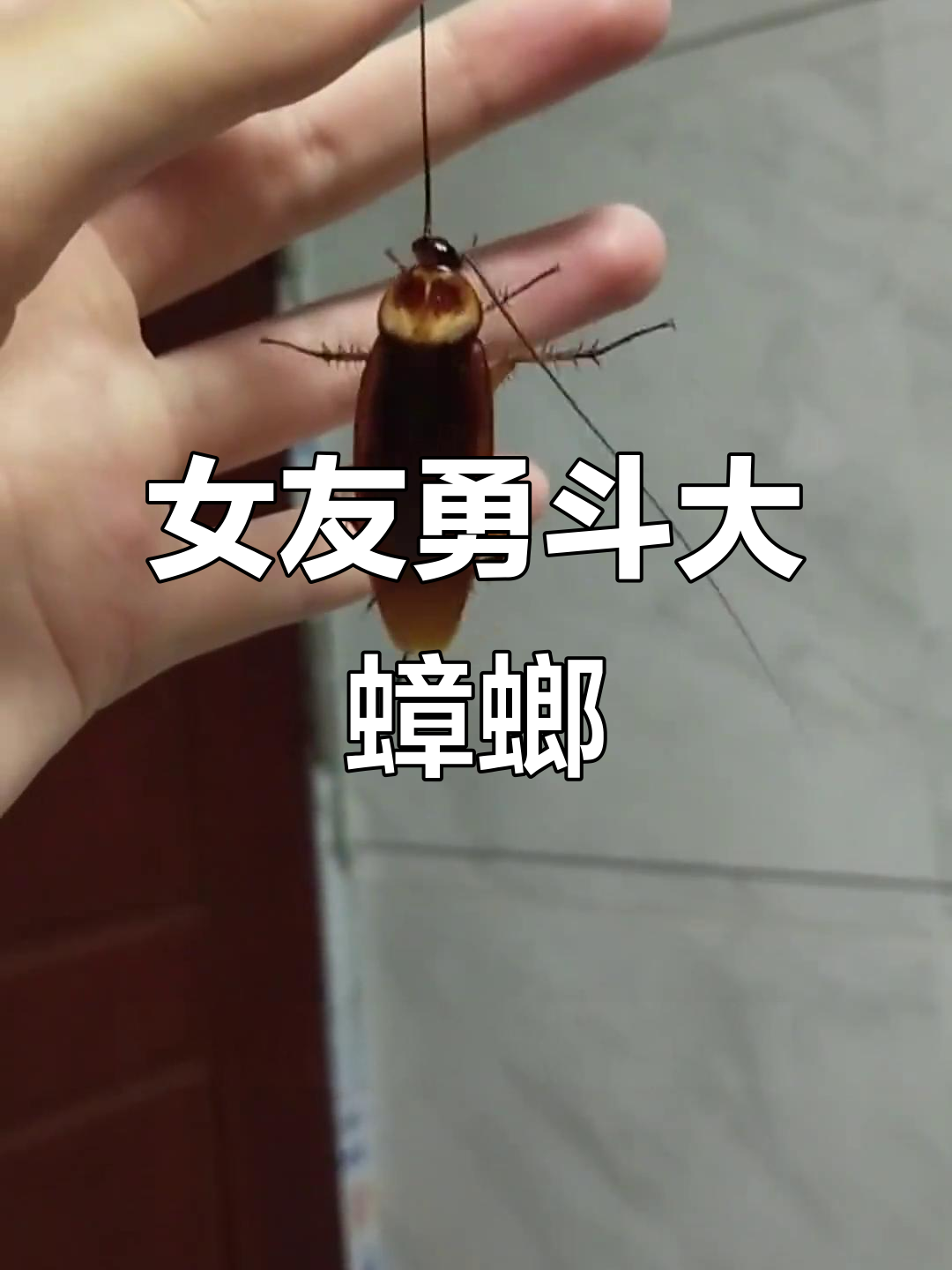 广东大蟑螂来袭,女朋友徒手抓虫太有趣