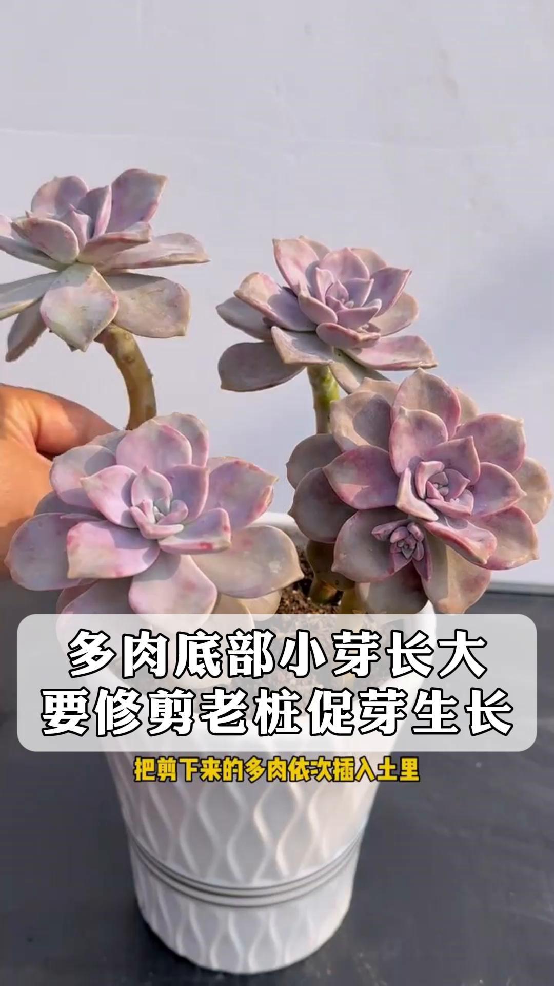 多肉底部小芽长大,要修剪老桩促芽生长