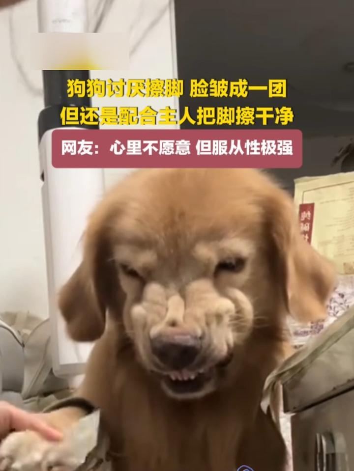 狗狗讨厌擦脚,脸皱成一团