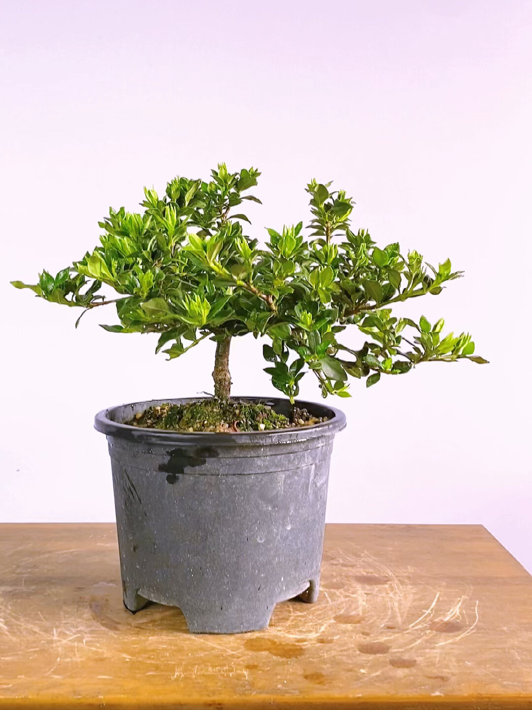 寿星栀子花满花苞小苗桩
