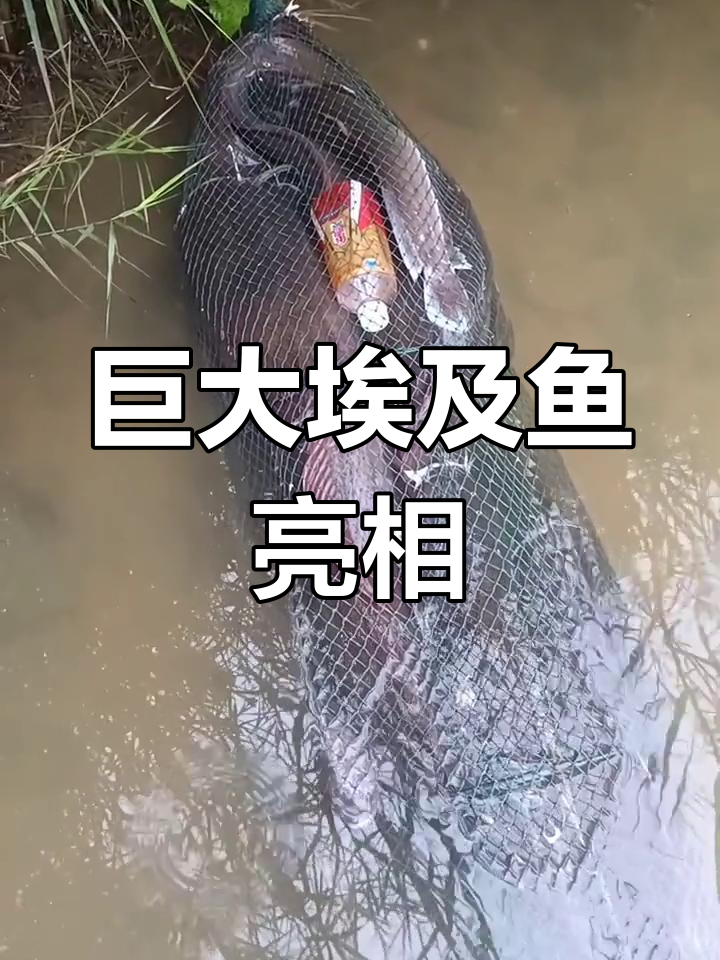 亩产十万斤鱼类有哪些(亩产十万斤鱼类有哪些图片)