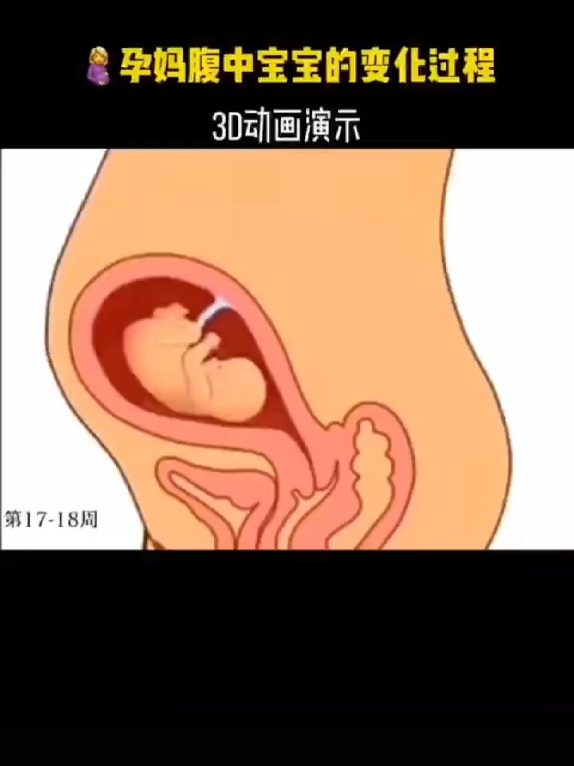 3d动画演示孕妇腹中宝宝发育全过程
