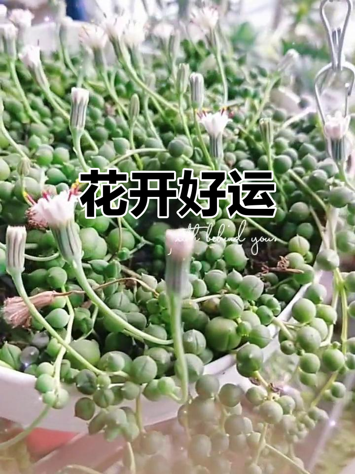 12月佛珠开花,白色小花添冬日暖意