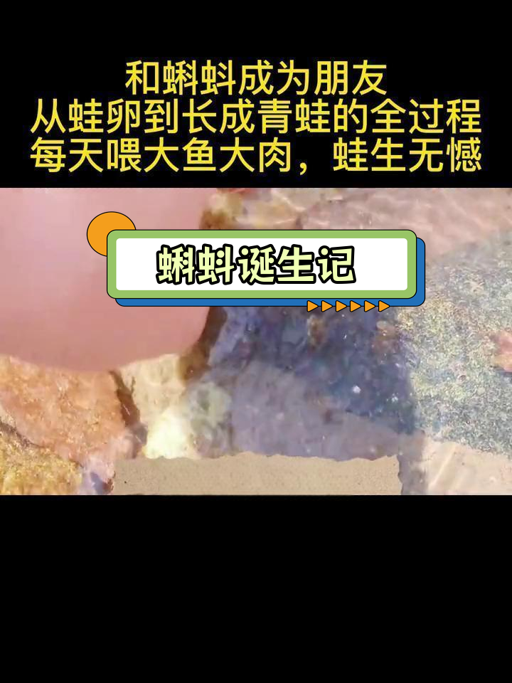 青蛙产卵的图片过程图片