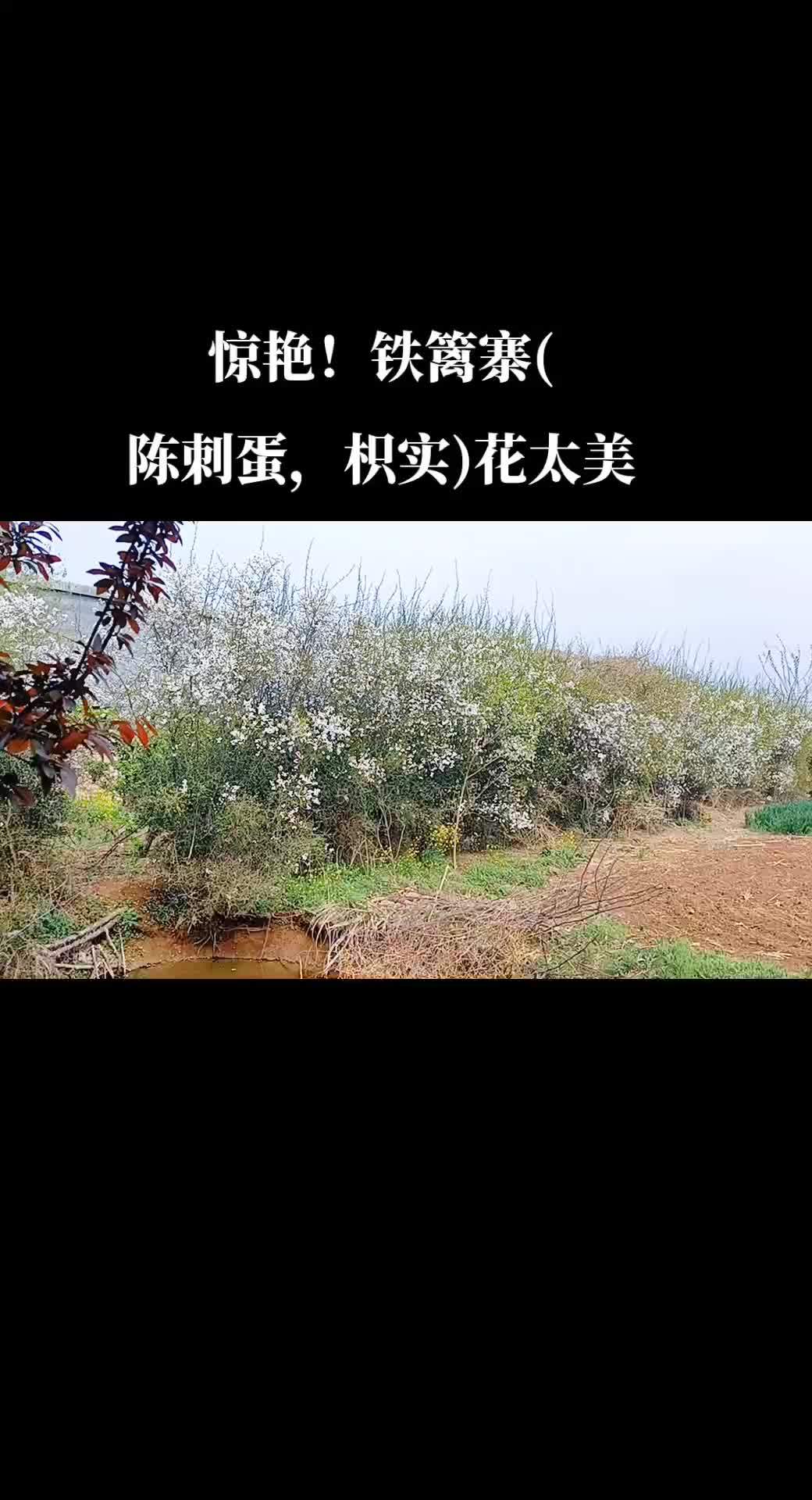 铁梨寨树图片