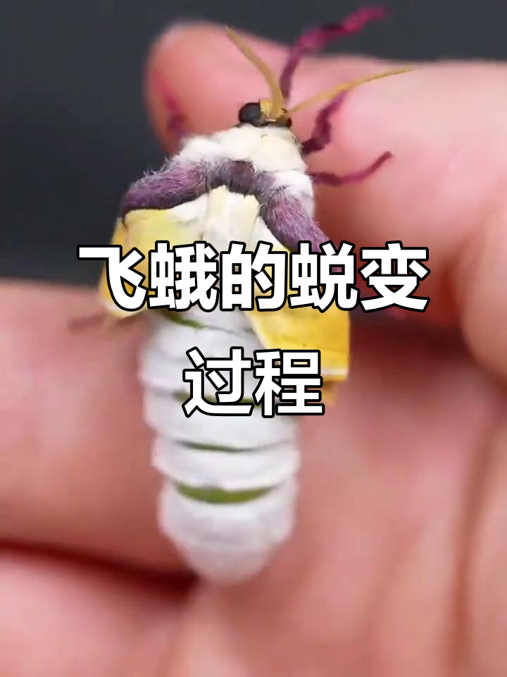 飞蛾的惊人变化:从茧到翅膀展开只需一小时